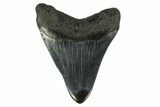 Fossil Megalodon Tooth - Polished Blade #130747-1